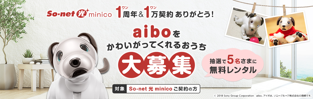 So-net 光 minico 1周年&1万契約ありがとう！aibo(アイボ)を可愛がってくれるおうち大募集