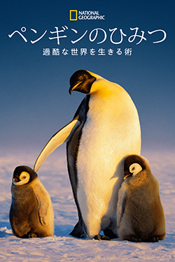 ペンギンのひみつ:過酷な世界を生きる術